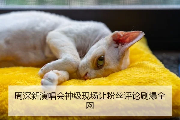 周深新演唱会神级现场让粉丝评论刷爆全网